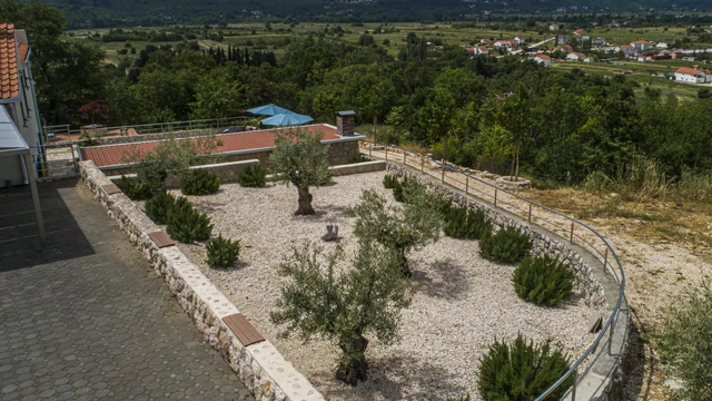 Olive garden above the valley